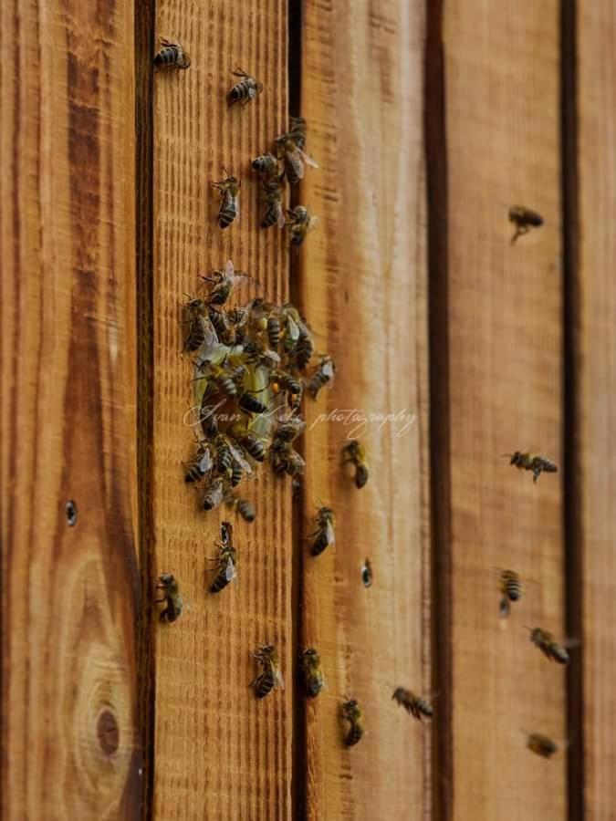 Hisa Zdravega Oddiha Begunje pri Cerknici Exterior foto
